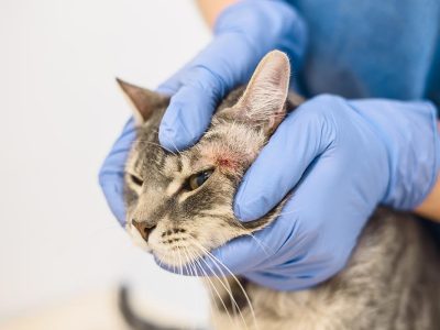 Top Causes of Scabs on a Cat's Chin + How to Help [Vet Advice]