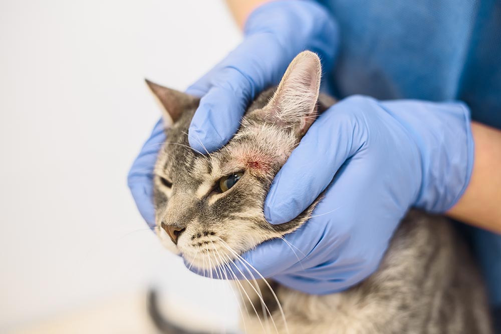 Top Causes of Scabs on a Cat's Chin + How to Help [Vet Advice]