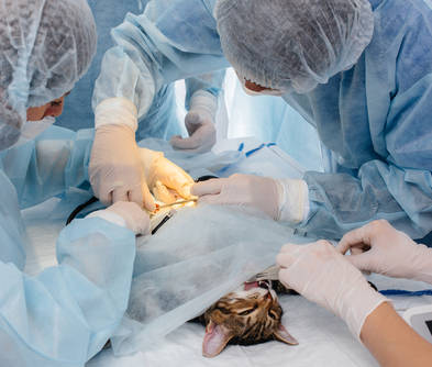 operation is performed on a cat on the operating table
